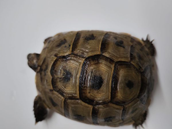 TESTUDO GRAECA IBERA - Imagen 2