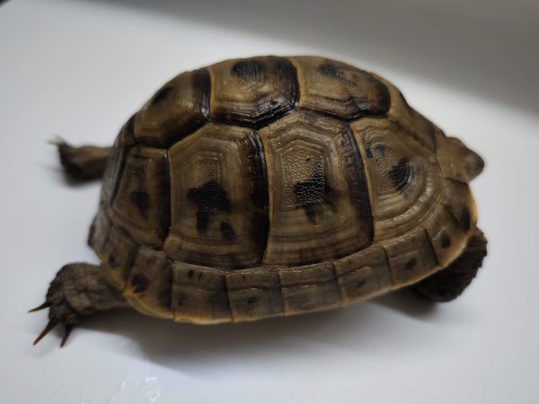TESTUDO GRAECA IBERA - Imagen 3