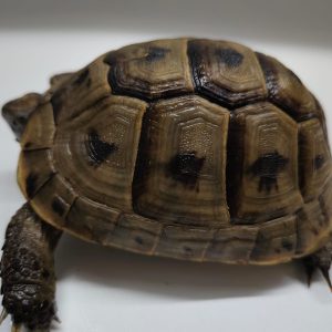 TESTUDO GRAECA IBERA