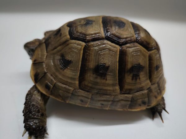 TESTUDO GRAECA IBERA