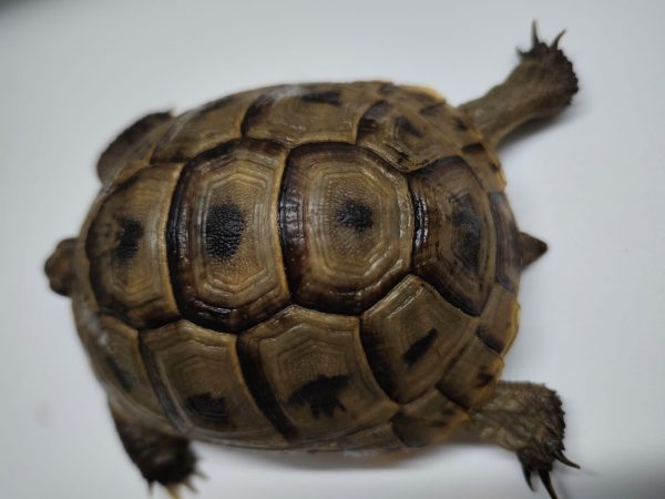 TESTUDO GRAECA IBERA - Imagen 4
