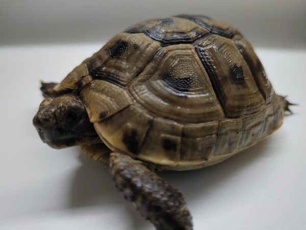 TESTUDO GRAECA IBERA - Imagen 5