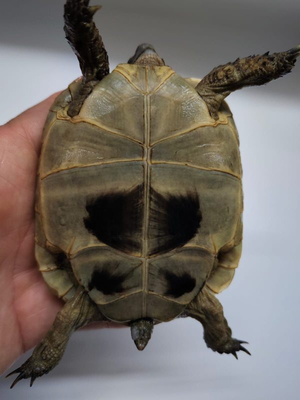 TESTUDO GRAECA IBERA - Imagen 6