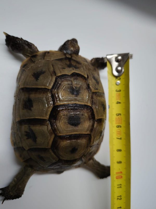 TESTUDO GRAECA IBERA - Imagen 7
