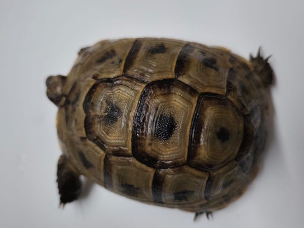 TESTUDO GRAECA IBERA - Imagen 9