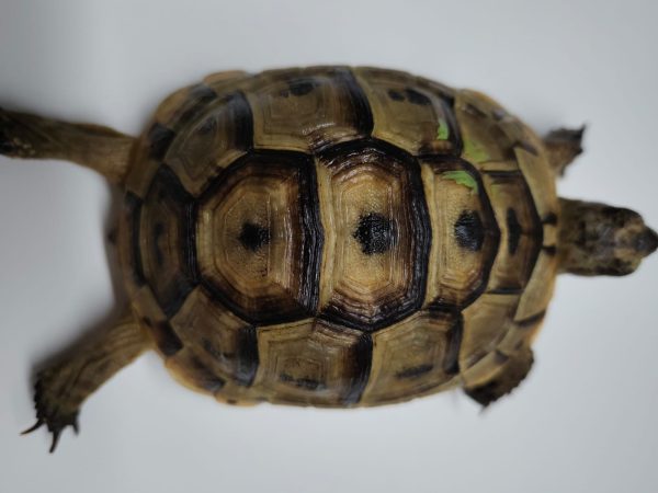 TESTUDO GRAECA IBERA - Imagen 2