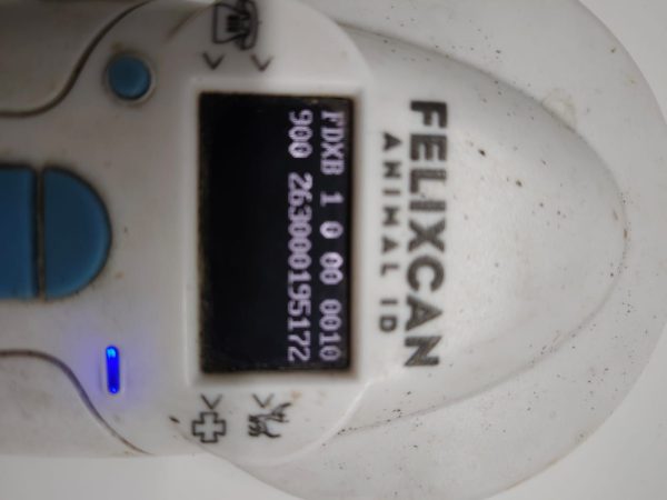 TESTUDO GRAECA IBERA - Imagen 3
