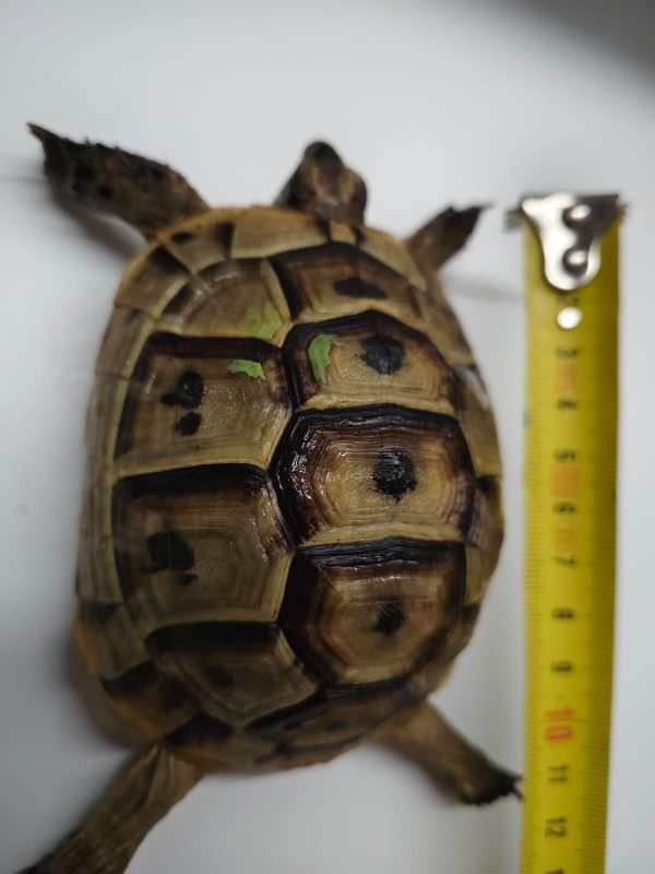 TESTUDO GRAECA IBERA - Imagen 4
