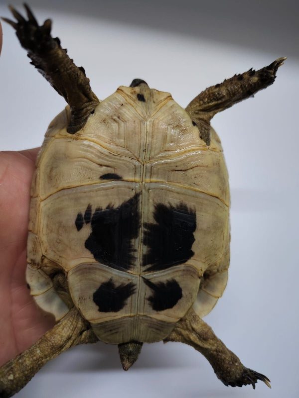 TESTUDO GRAECA IBERA - Imagen 5
