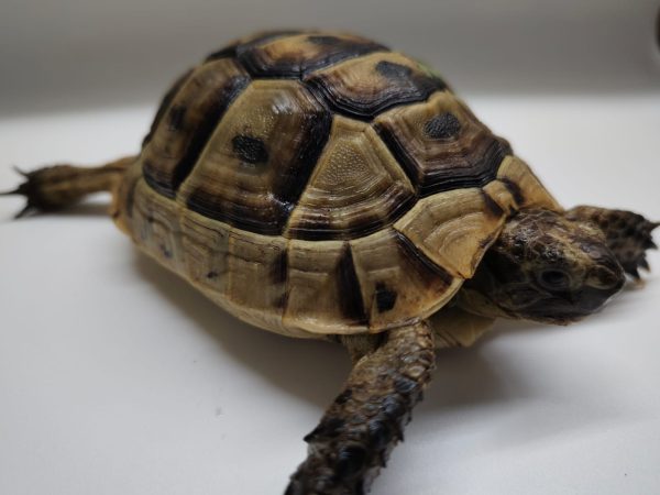 TESTUDO GRAECA IBERA - Imagen 6