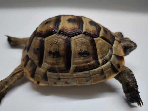 TESTUDO GRAECA IBERA - Imagen 7