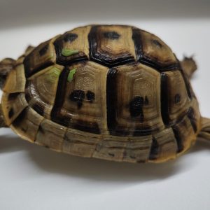 TESTUDO GRAECA IBERA