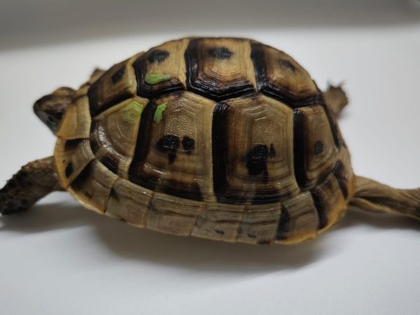 TESTUDO GRAECA IBERA