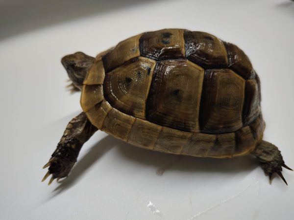 TESTUDO GRAECA IBERA - Imagen 2