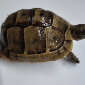 TESTUDO GRAECA IBERA