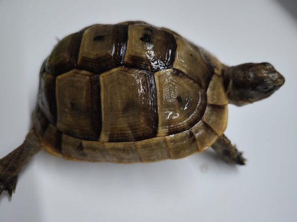 TESTUDO GRAECA IBERA