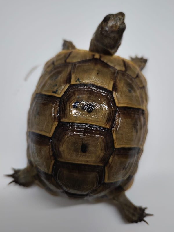 TESTUDO GRAECA IBERA - Imagen 3