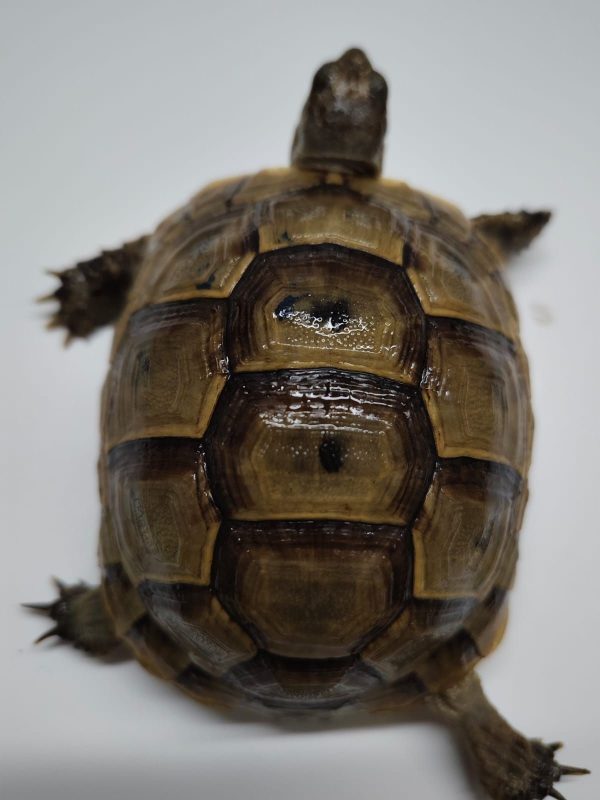 TESTUDO GRAECA IBERA - Imagen 4