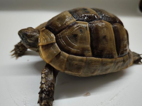 TESTUDO GRAECA IBERA - Imagen 7