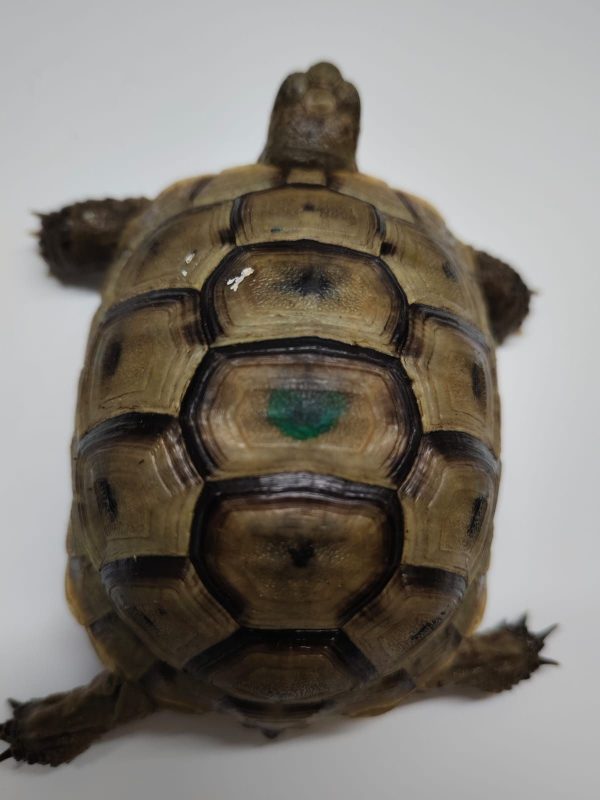 TESTUDO GRAECA IBERA - Imagen 2