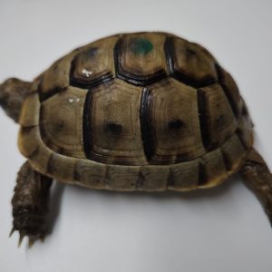TESTUDO GRAECA IBERA