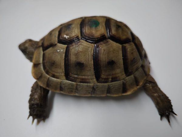 TESTUDO GRAECA IBERA