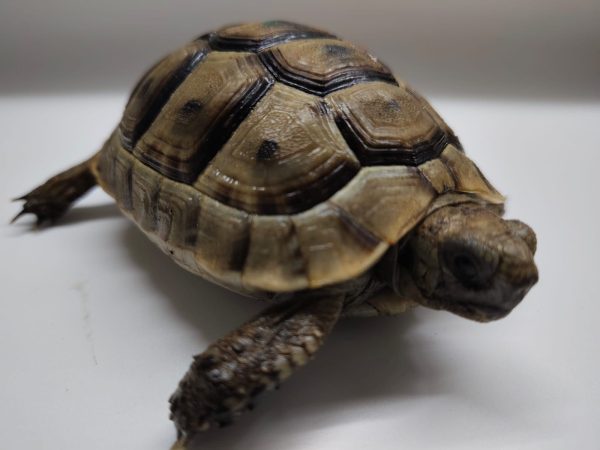 TESTUDO GRAECA IBERA - Imagen 4