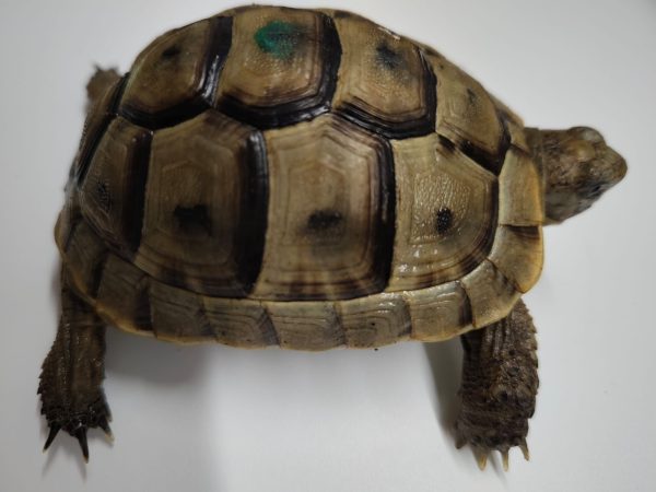 TESTUDO GRAECA IBERA - Imagen 3