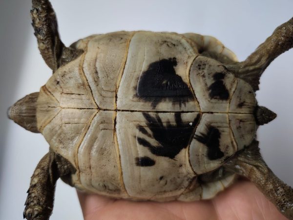 TESTUDO GRAECA IBERA - Imagen 5