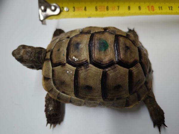 TESTUDO GRAECA IBERA - Imagen 6