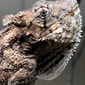 CHAMAELEOLIS BARBATUS 1.1 PAREJA