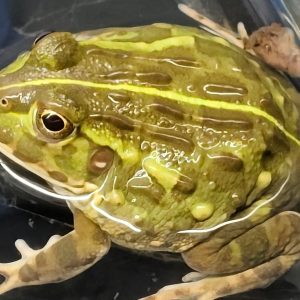 Pyxicephalus adspersus Pequeños