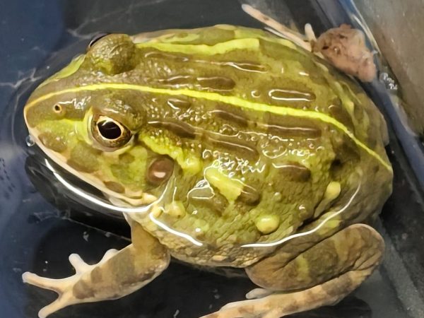 Pyxicephalus adspersus Pequeños