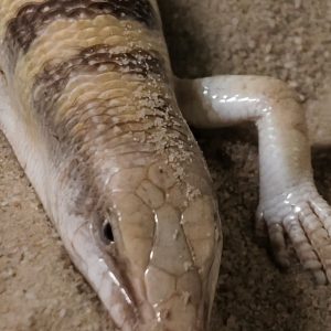 Scincus scincus