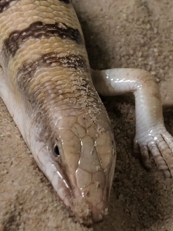 Scincus scincus