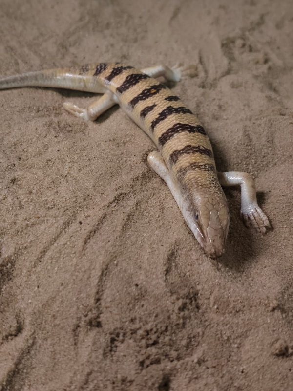 Scincus scincus - Imagen 2