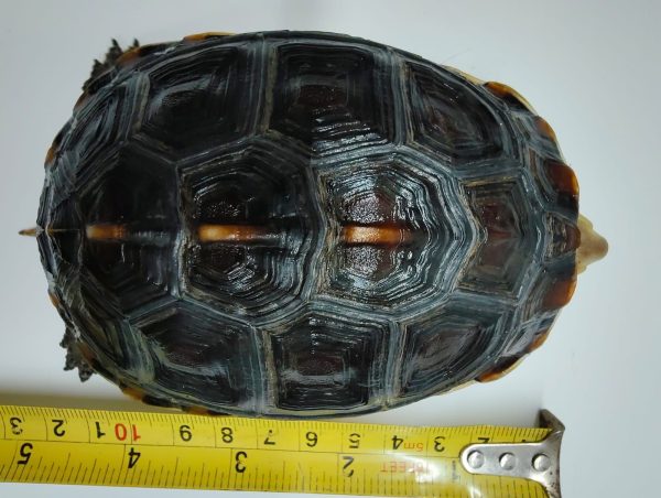 CUORA FLAVOMARGINATA - Imagen 2