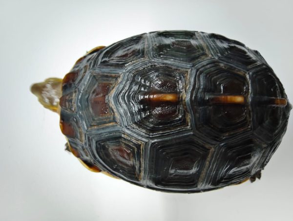 CUORA FLAVOMARGINATA - Imagen 4