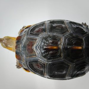 CUORA FLAVOMARGINATA