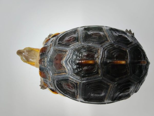 CUORA FLAVOMARGINATA