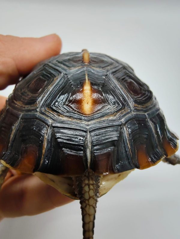 CUORA FLAVOMARGINATA - Imagen 7