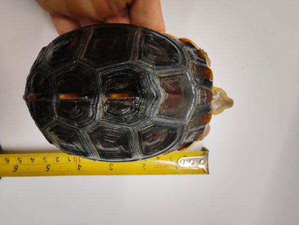 CUORA FLAVOMARGINATA - Imagen 9