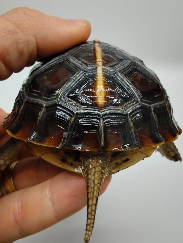 CUORA FLAVOMARGINATA - Imagen 2