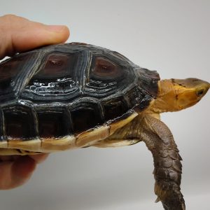 CUORA FLAVOMARGINATA