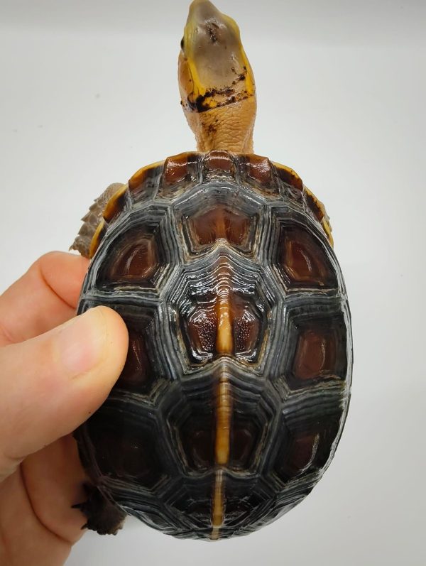 CUORA FLAVOMARGINATA - Imagen 3