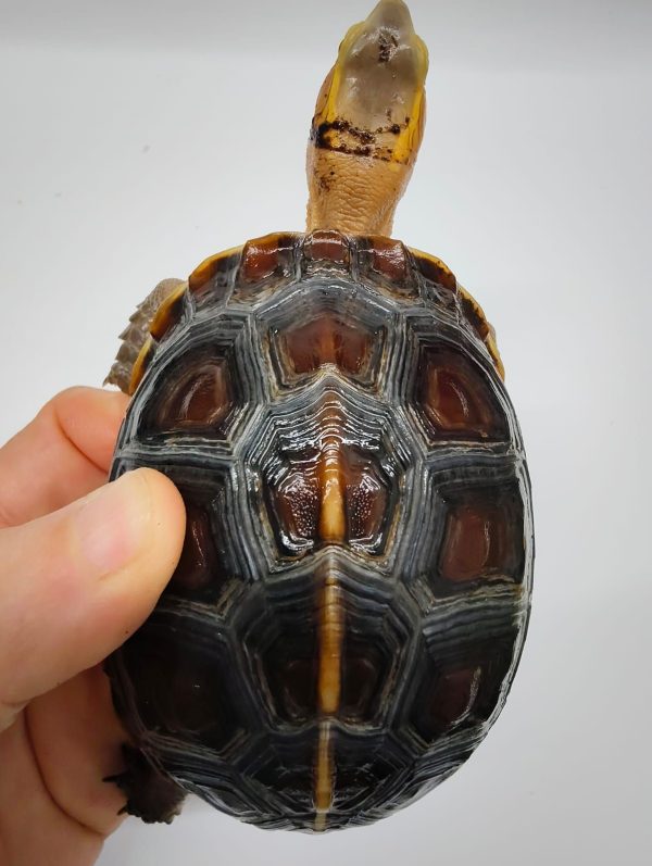 CUORA FLAVOMARGINATA - Imagen 4