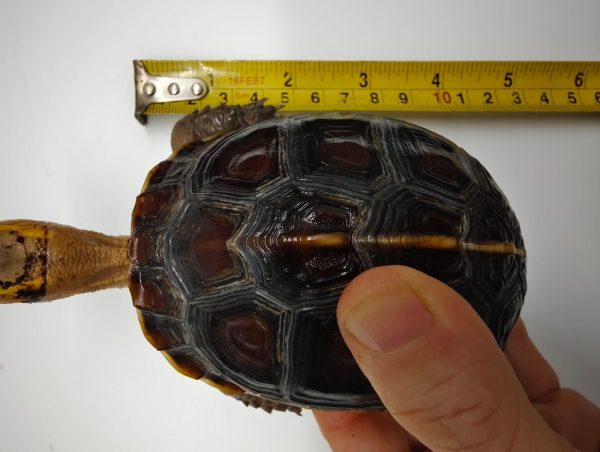 CUORA FLAVOMARGINATA - Imagen 6
