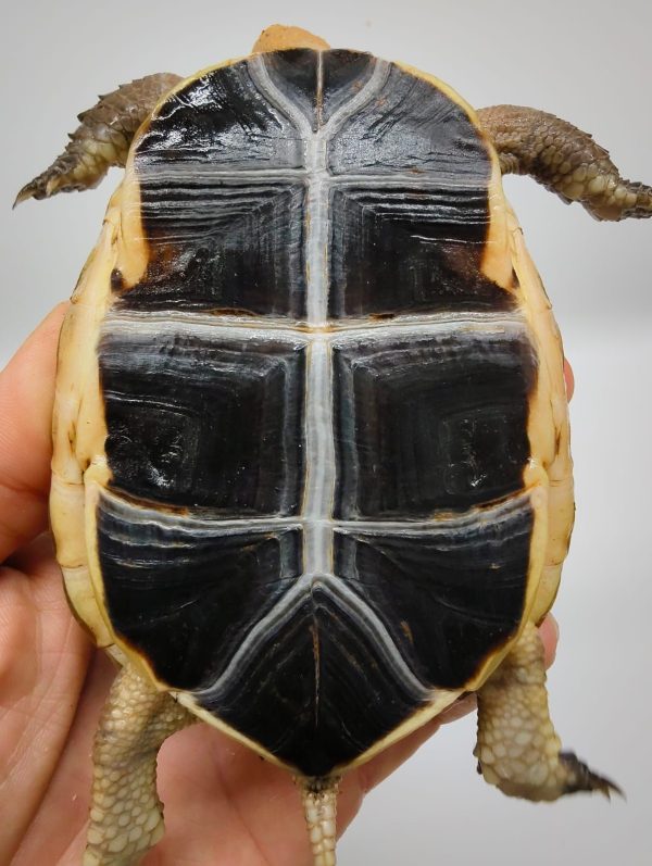 CUORA FLAVOMARGINATA - Imagen 7