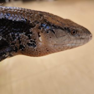 TILIQUA SCINCODES