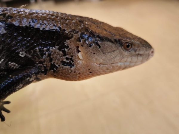TILIQUA SCINCODES